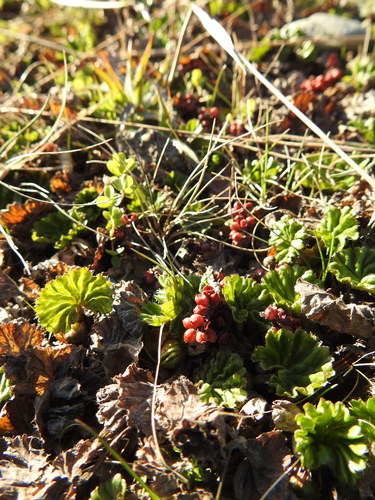 Gunnera magellanica (Gunnera magellanica)