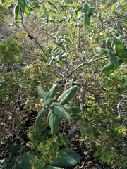 Rhus standleyi