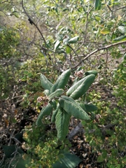 Rhus standleyi