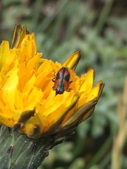 Arthrobrachus nigromaculatus