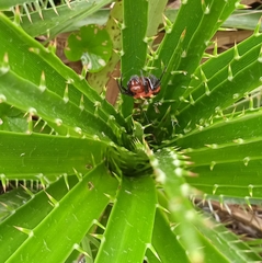 Alpaida quadrilorata