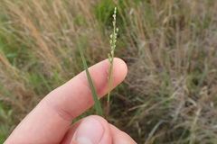 Dichanthelium aciculare