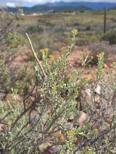 Curry Bush (Helichrysum pentzioides)