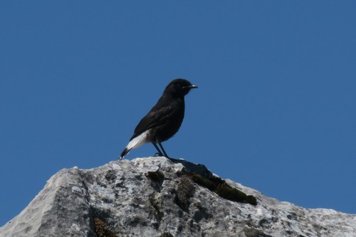 Collalba negra (Oenanthe leucura)