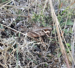 Pholidoptera pustulipes