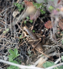 Pholidoptera pustulipes