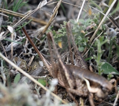 Pholidoptera pustulipes