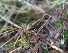 Pholidoptera pustulipes