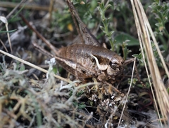 Pholidoptera pustulipes