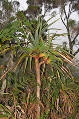 Pandanus montanus