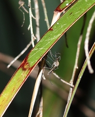 Aedes notoscriptus