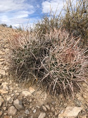Homalocephala polycephala polycephala