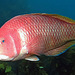 Scarlet Wrasse - Photo (c) Phil Bendle, some rights reserved (CC BY-NC), uploaded by Phil Bendle