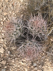 Homalocephala polycephala polycephala