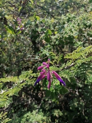 Salvia semiatrata
