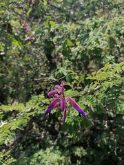 Salvia semiatrata