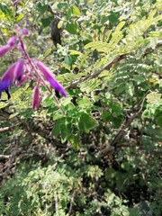 Salvia semiatrata