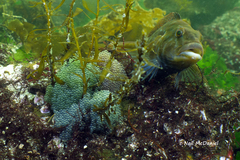 Hexagrammos stelleri