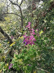 Salvia semiatrata