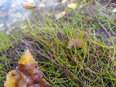 Pilularia globulifera