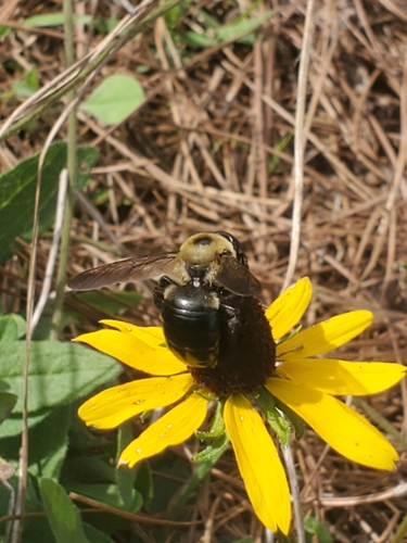 Xylocopa virginica virginica image