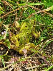 Pelophylax lessonae