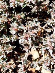 Aizoon portulacaceum