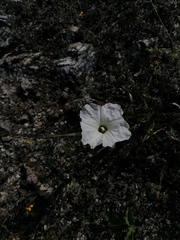 Ipomoea pruinosa