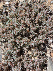 Aizoon portulacaceum