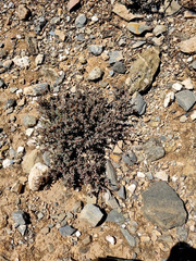 Aizoon portulacaceum