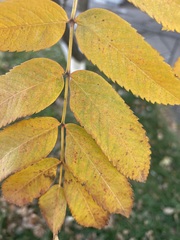 Sorbus aucuparia