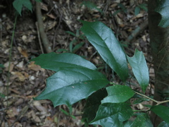 Eustigma oblongifolium