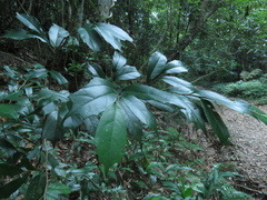 Eustigma oblongifolium