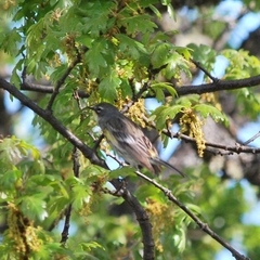 Setophaga coronata coronata × auduboni