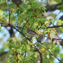 Setophaga coronata coronata × auduboni
