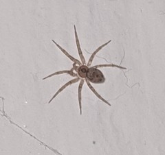 Oecobius
