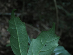 Eustigma oblongifolium