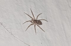 Oecobius