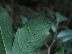 Eustigma oblongifolium