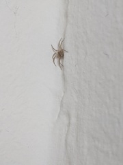 Oecobius