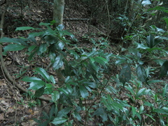 Eustigma oblongifolium