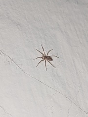 Oecobius