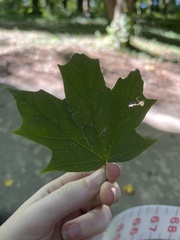 Magnoliopsida