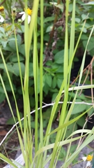 Setaria scheelei