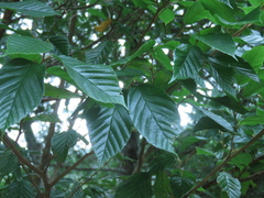 Corylopsis multiflora