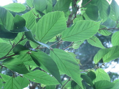 Corylopsis multiflora
