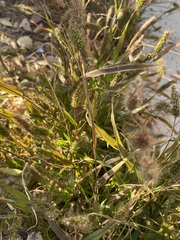 Setaria viridis