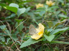 Zizeeria knysna