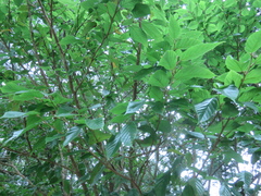 Corylopsis multiflora