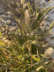Setaria viridis